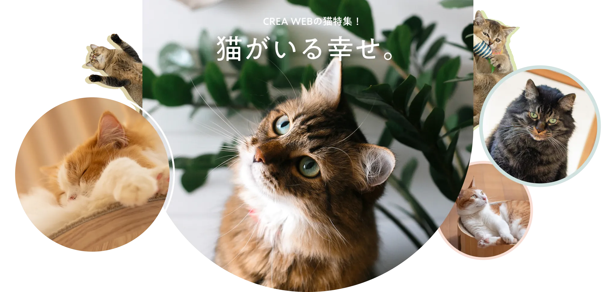 CREA WEBの猫特集！猫がいる幸せ。