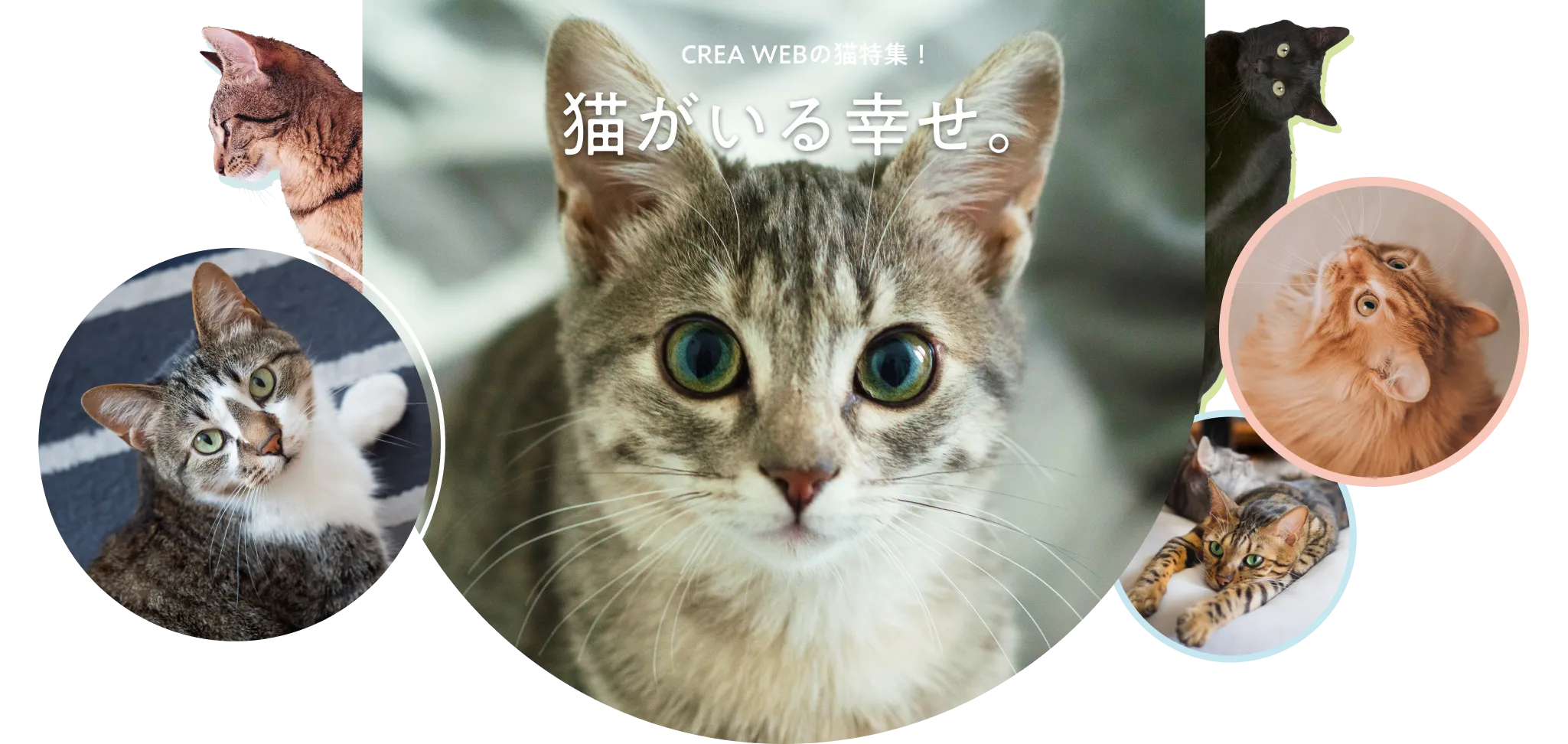 CREA WEBの猫特集！猫がいる幸せ。