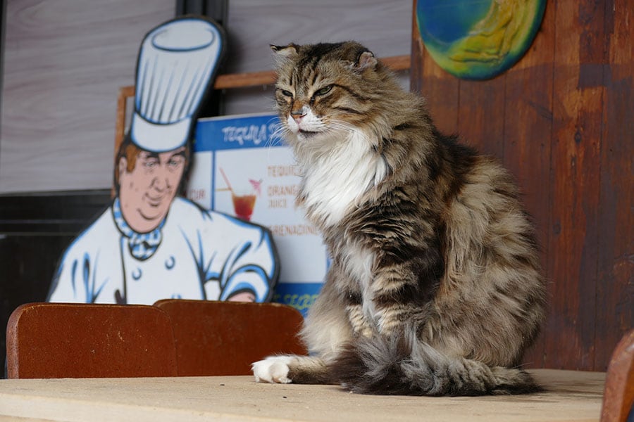 レストランのネコ。毛並みの良さでその店の経営状況も分かるそう。