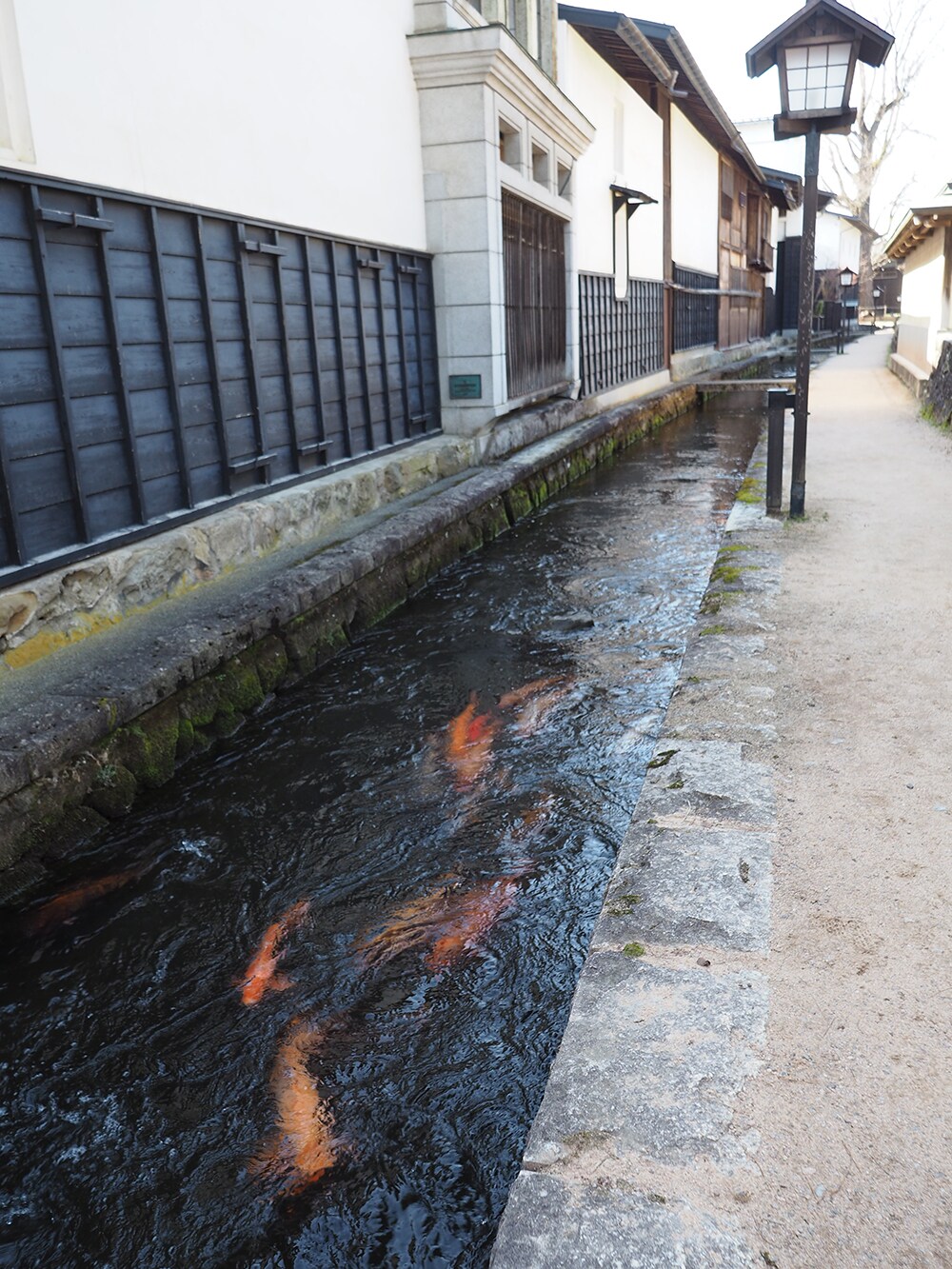 約30の白壁土蔵が立ち並び、瀬戸川に1,192匹の鯉が泳ぐ飛騨古川。現在の町並みは明治37年の古川大火の後に復興したもの。