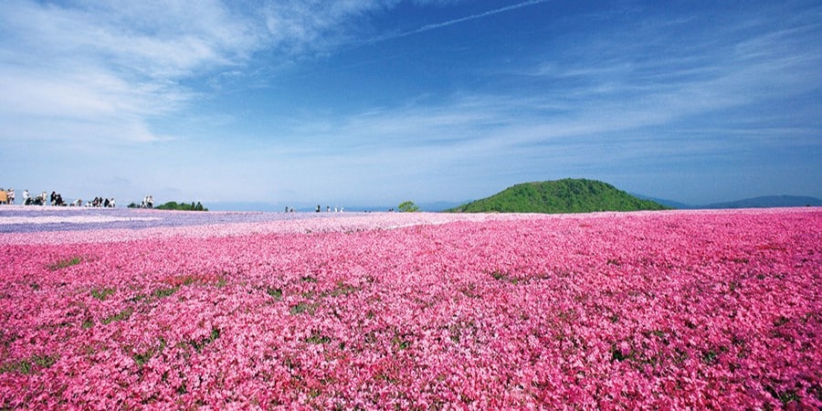 愛知県の春絶景 満点の星と芝桜を楽しむナイトサファリ