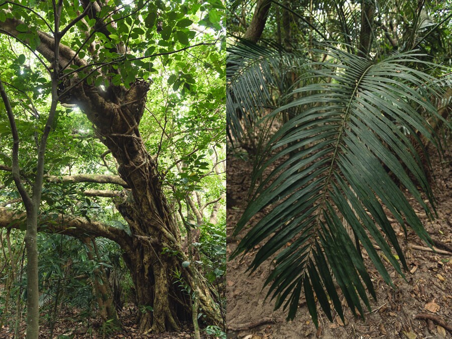 緑に囲まれた心地よい空間。西表でしか見られない植物や、島独自の生態系など、知的好奇心もくすぐられる。