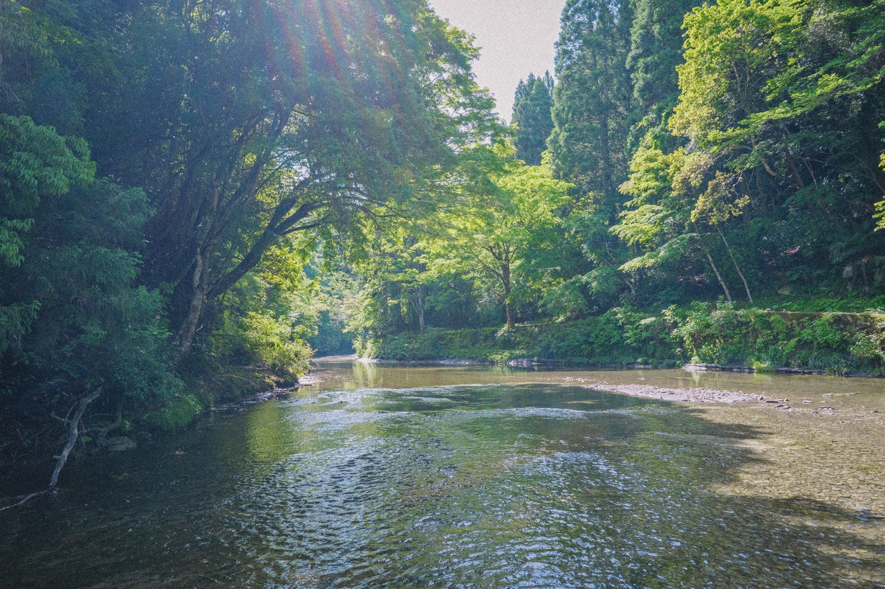中瀬遊歩道から眺める養老川。光を浴びてキラキラ輝く水面が美しい。天気が良い日がつづくと水が澄んでいて川底までクリアに見え、魚が泳ぐ姿も。