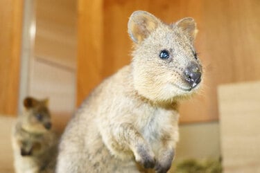 最新最全の 世界一幸せな可愛い動物「クオッカ」 豪から来日で一日も早く会 はめこみパズル
