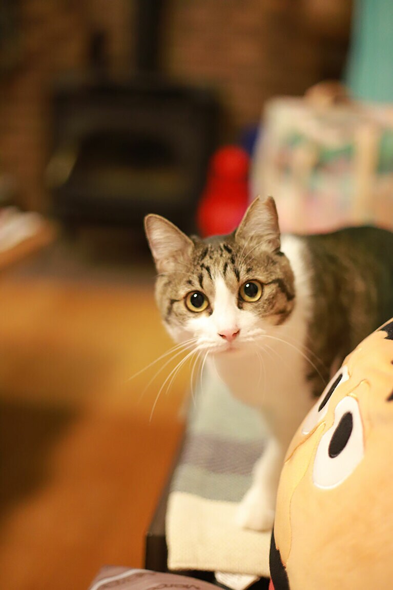 せつ子さん ♀ 2歳7カ月。人間が大好きで、誰からも愛される 素敵なレディーです。