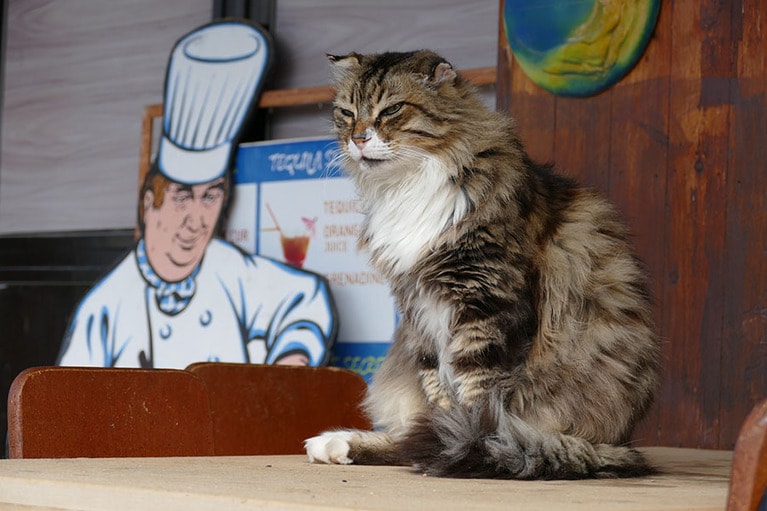 レストランのネコ。毛並みの良さでその店の経営状況も分かるそう。