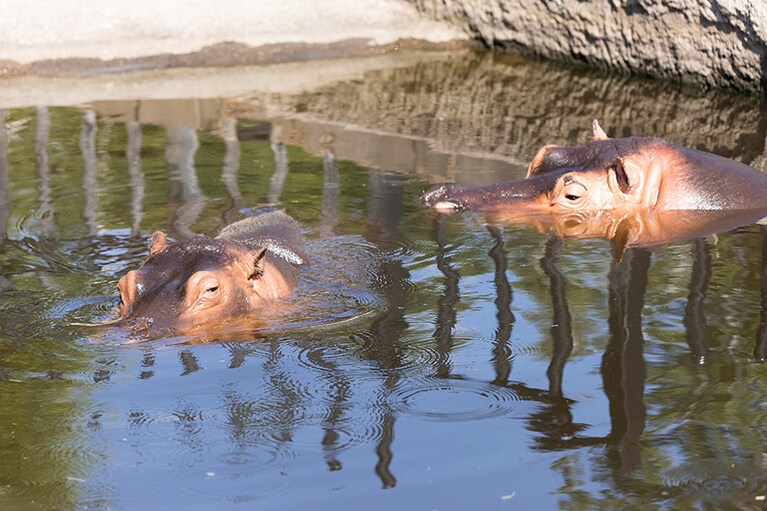 大きくなってもお母さんが寄り添います。