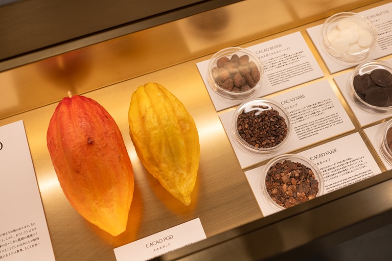 カカオについての展示。