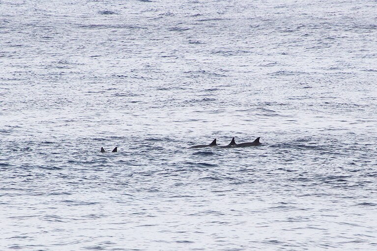 沖合ではイルカたちがゆるりと泳いでいた。