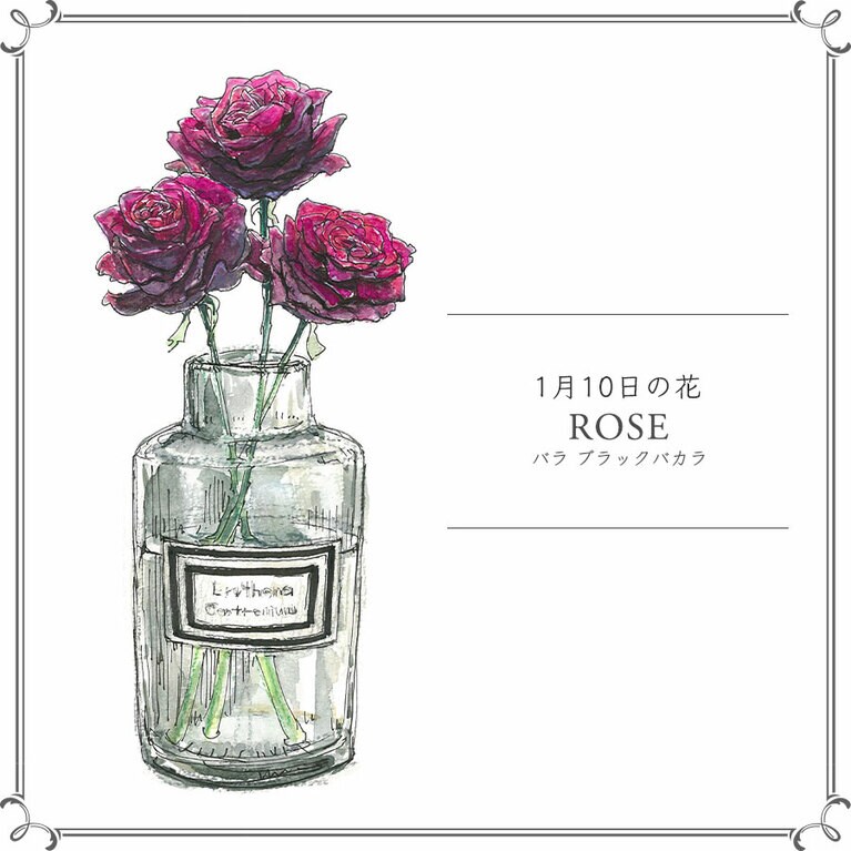 1月10日の花「バラ ブラックバカラ」