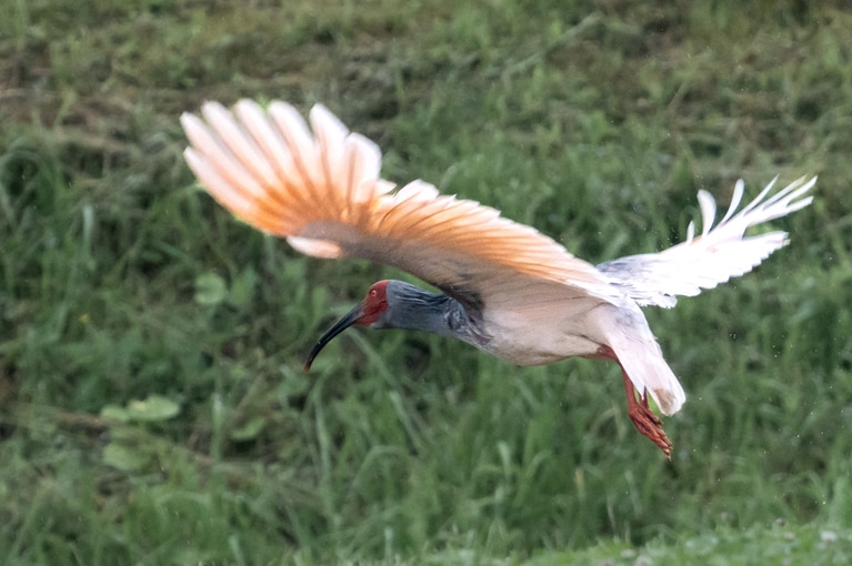 「初夏の佐渡島」　筧 悠里恵 「白翼の飛翔」 トキロード。
