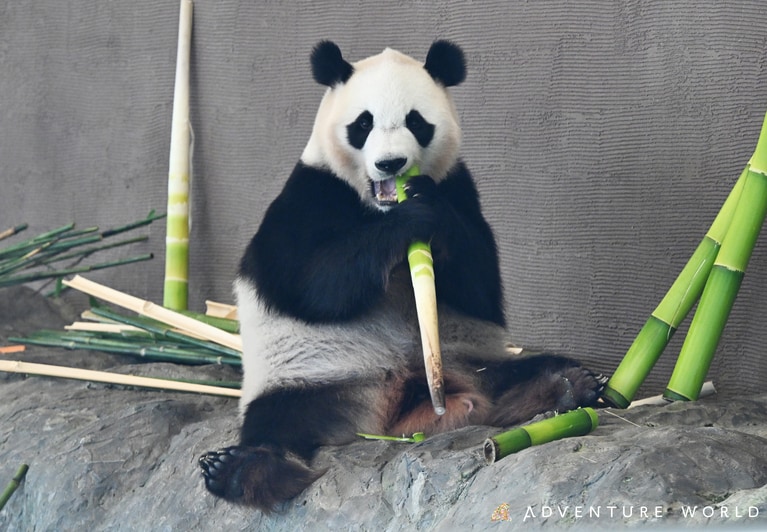 楓浜。©アドベンチャーワールド