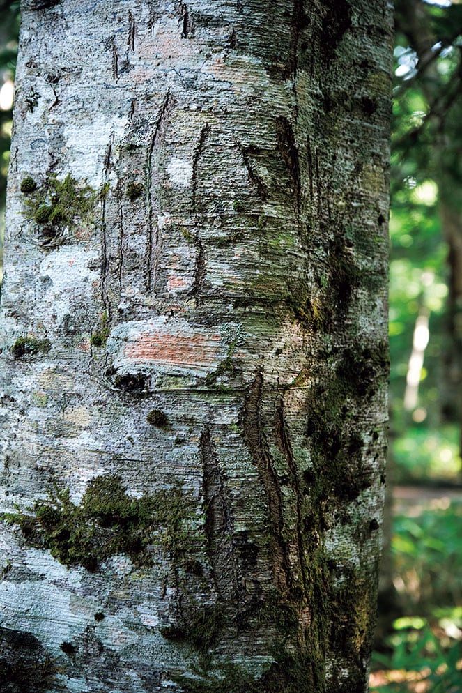木登り上手なヒグマの爪痕が幹に刻まれている。