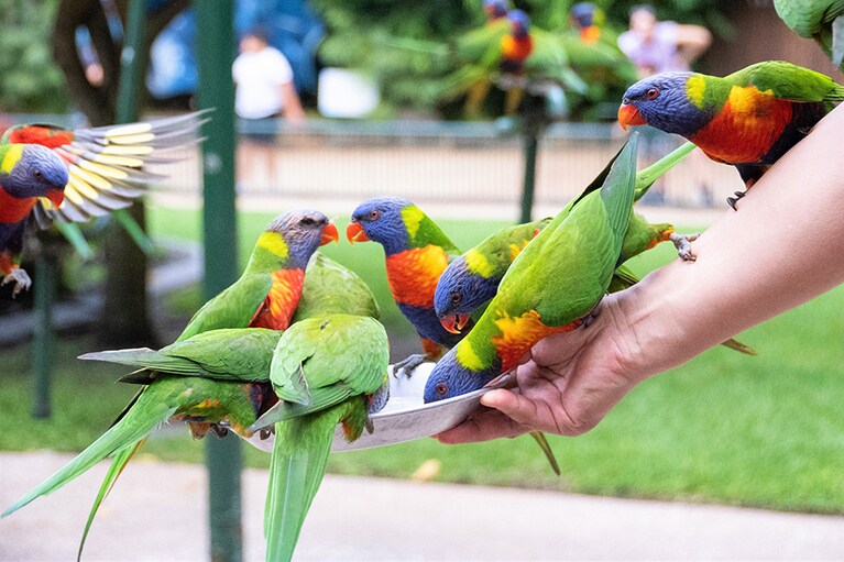 こんなの初めて、手乗りロリキート体験。
