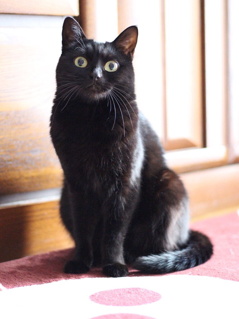 すもも ♀ 3歳。しっぽまで丁寧に！