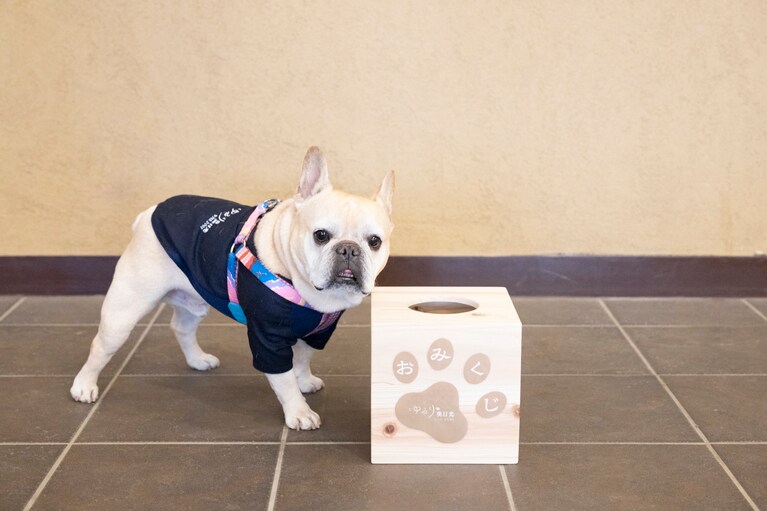 絵馬とセットで楽しめる、おみくじBOXも設置されている。