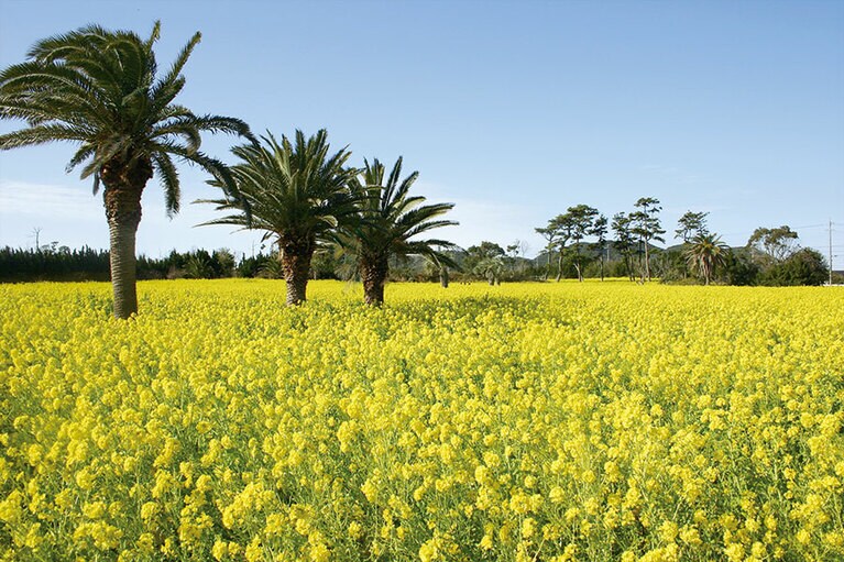 渥美半島菜の花まつり。