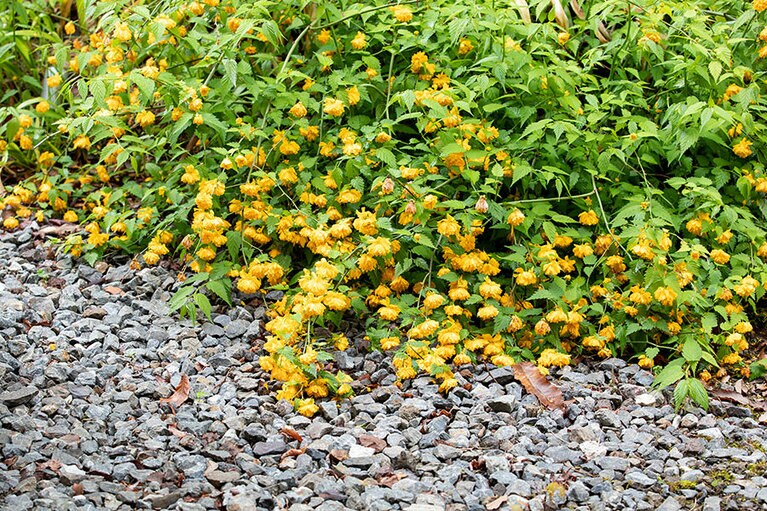 雑多な植物も粋。