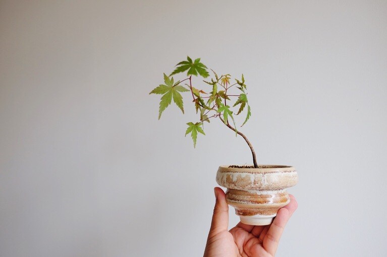 モミジ（鉢：菊地亨）。