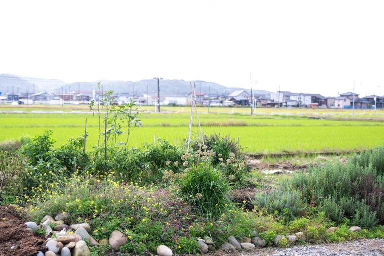 5年ほど前は田んぼだったという自家菜園。