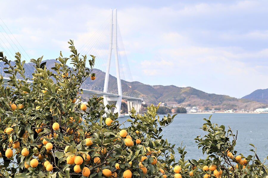 瀬戸内レモンが旬を迎えた今年の初春の風景。