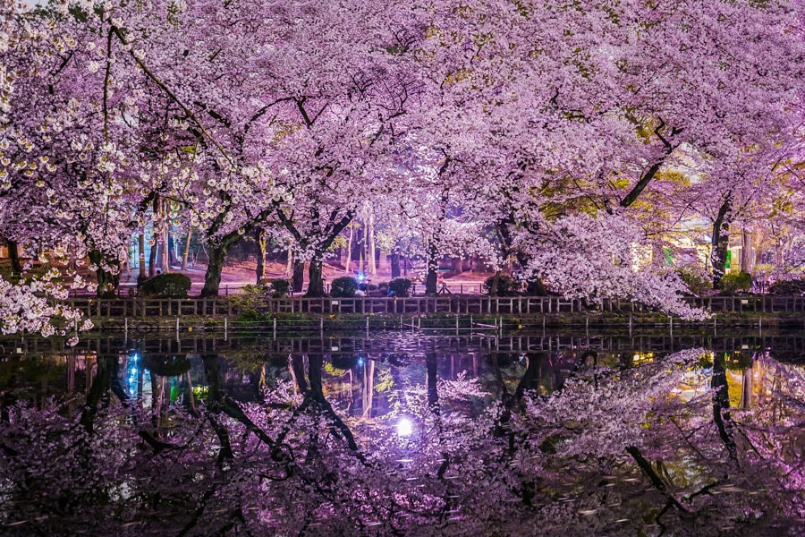 井の頭恩賜公園の桜／東京都