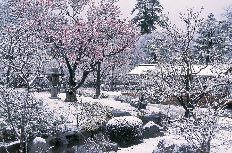 2月になると、早咲きの紅梅と名残雪の美しいコントラストが見られることも。