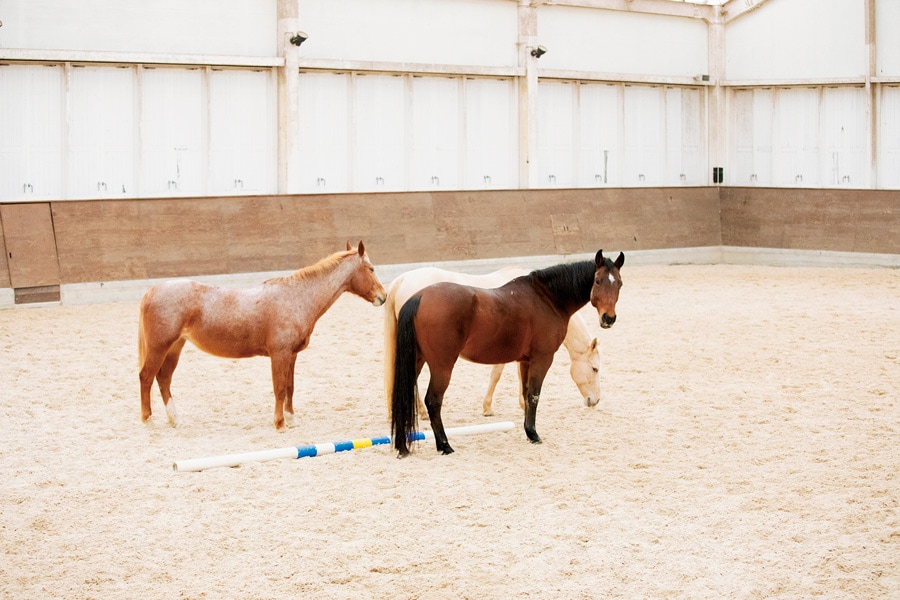 19頭の元競走馬や元競技馬が暮らすNASU FARM VILLAGE。性格も育ってきた環境もそれぞれ異なるが、ここではスタッフたちに愛され、どの馬も穏やかな毎日を暮らしている。