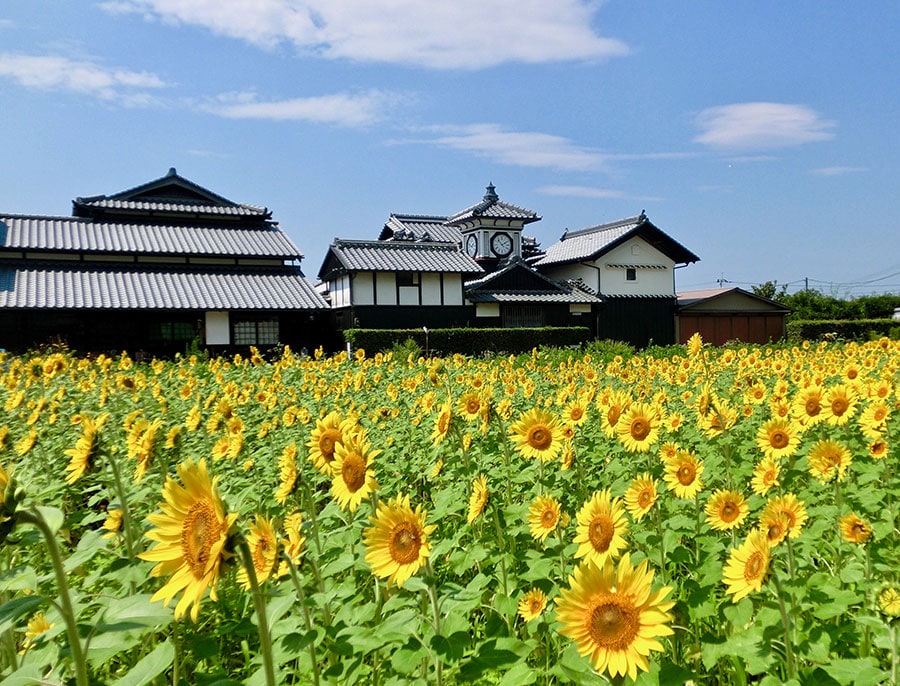 【高知県】野良時計とひまわり。