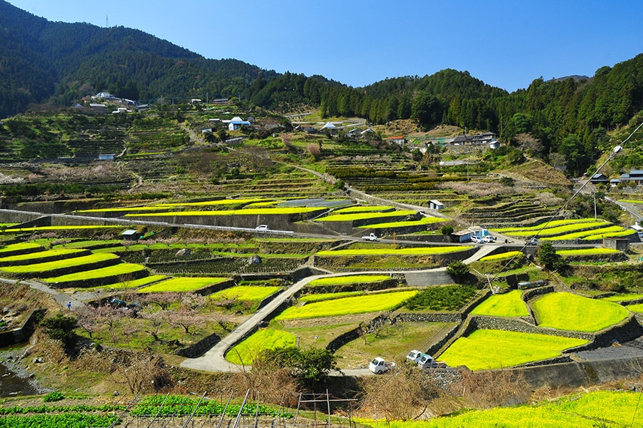 【徳島県】江田の菜の花。