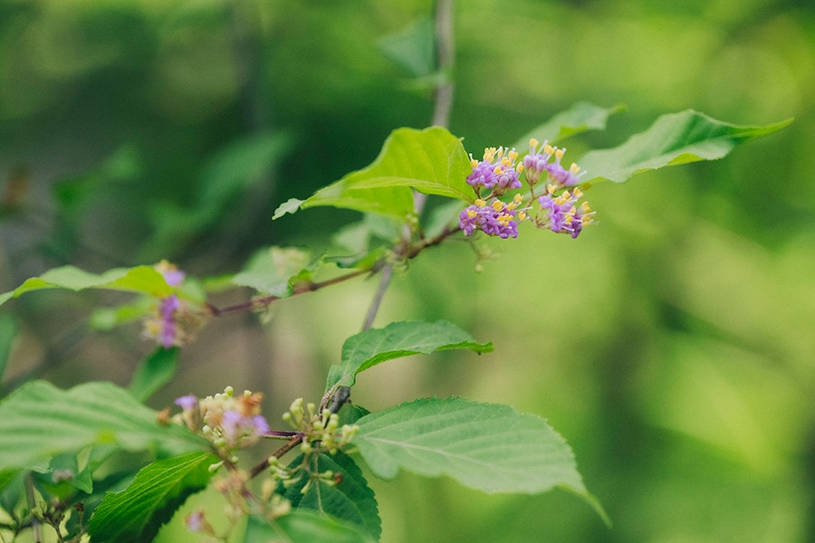 秋に鮮やかな紫色の実をつけるムラサキシキブの花は、淡い紫色。