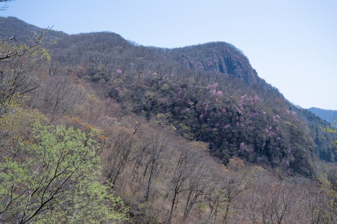 帰り際に通りかかった名もなき絶景スポット。淡いピンクの山桜が幻想的な彩りを添える。