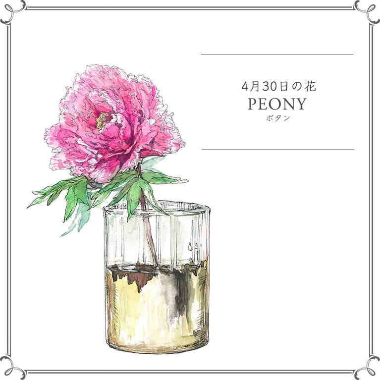 4月30日の花「ボタン」