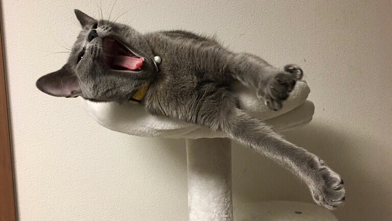 ルーク ♂ 6歳。おもちゃで遊んでいる最中のルークちゃん。可愛い瞬間を撮ろうとしたら狩りをする表情が面白く、でも猫の本能がわかる1枚です！