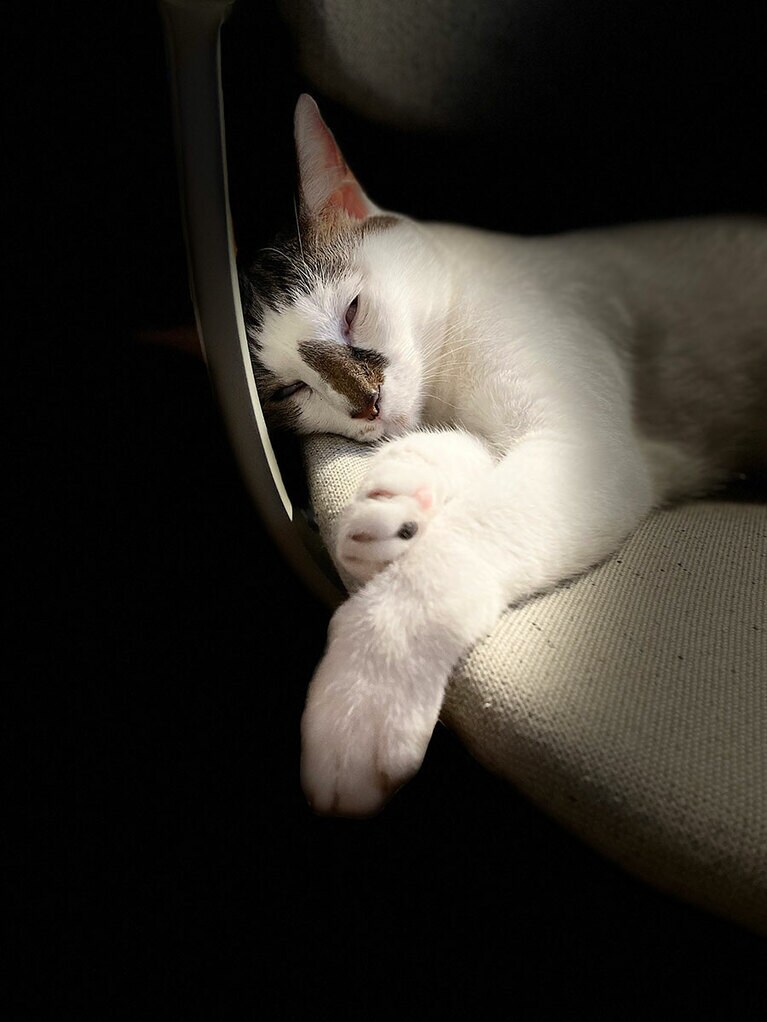 あん ♂ 6歳。かっこいい寝姿が撮れたと思ったら白目をむいています。あんはちょっと抜けていて可愛いのですが、どこか抜けています。同居猫とも仲があまり良くないのですが、動画のように近くにいても結構気づかず後で驚いていることが多いです。そんな鈍臭くて愛らしい甘えっこで弱虫さんな我が家の長男の特技は寝ることです。ひたすら寝ていて心配になるくらいです。以前病気を発症してどうなるかと思ったこともありますが、今は元気にご飯を食べて毎日元気に寝ています。いつまでもこんな光景が見られると幸せです（アルさん）