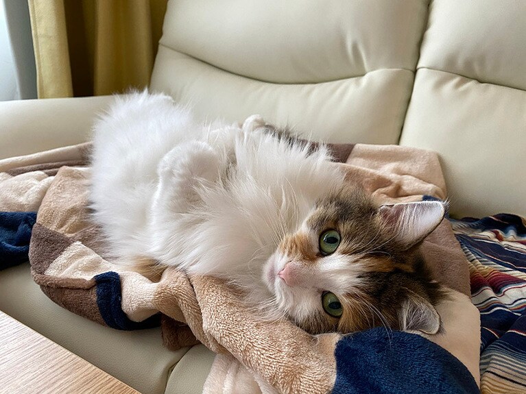 おもち ♀ 6歳。赤ちゃんの頃から撮られるのが大好きで、上目遣いは得意です。