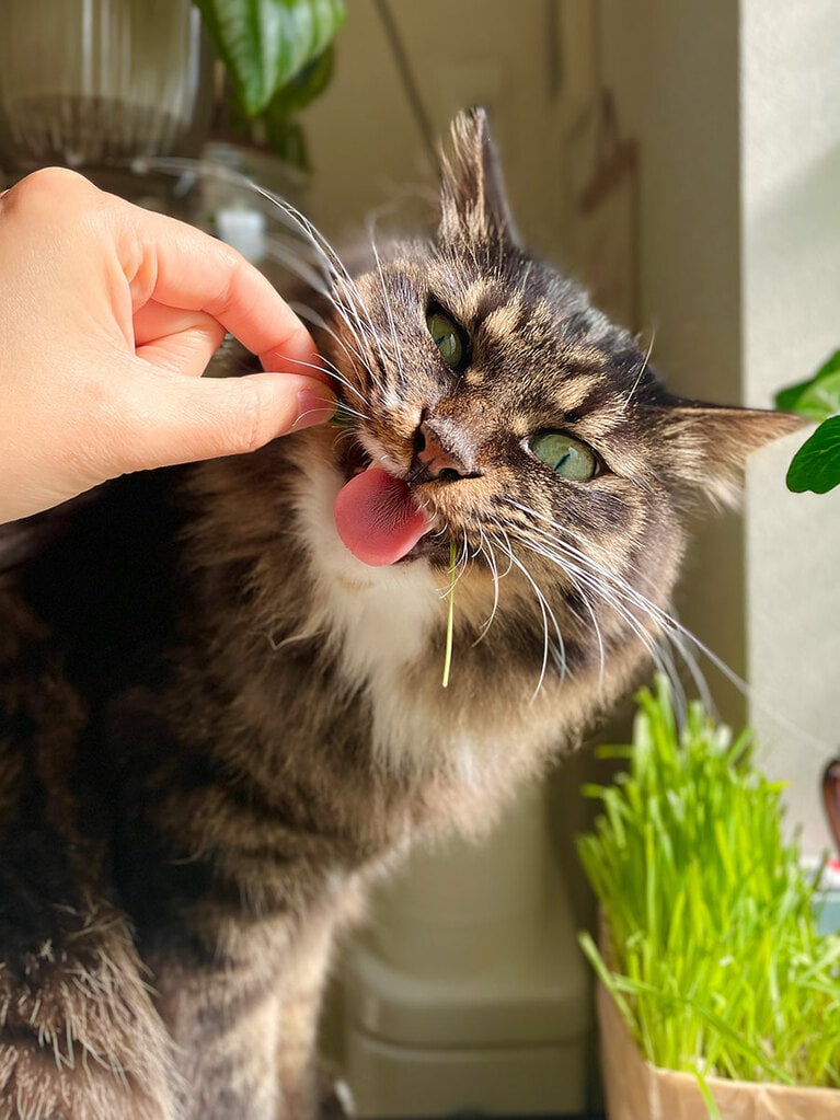 けだまちゃろ ♂ 7歳。猫草サラダを日々嗜むわが家のロックスターです。猫草を摘んで差し上げると大変喜んでくださいます（おななさん）