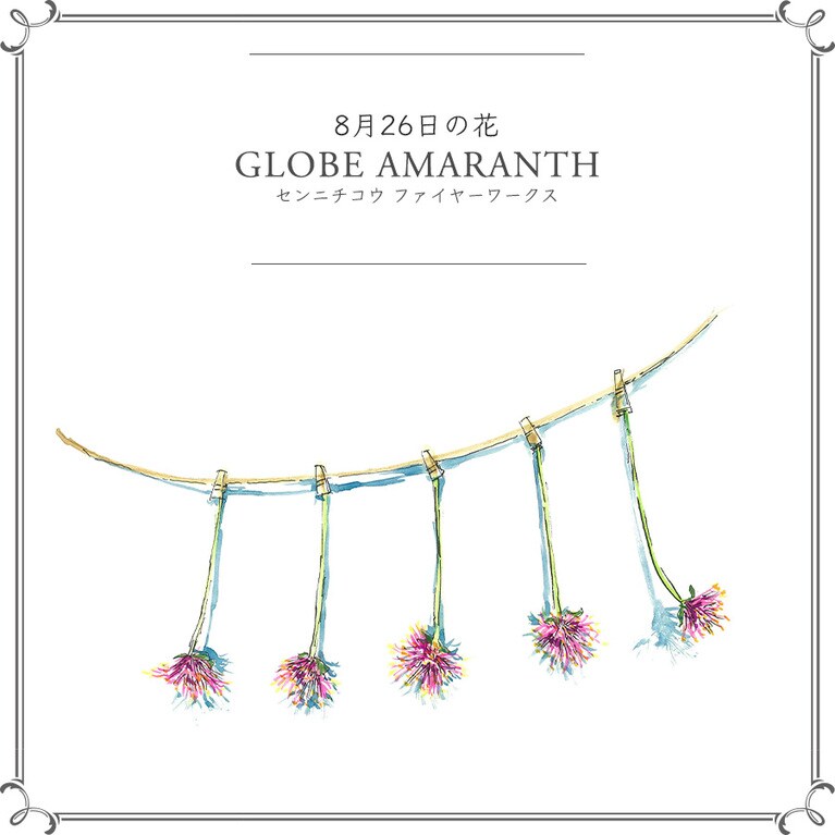 8月26日の花「センニチコウ ファイヤーワークス」