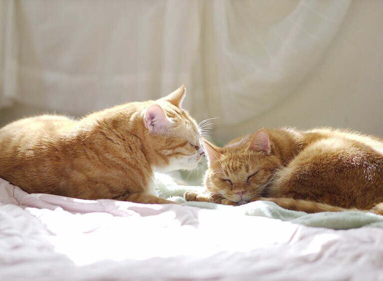 かん ♂ 8歳、てん ♂ 8歳。