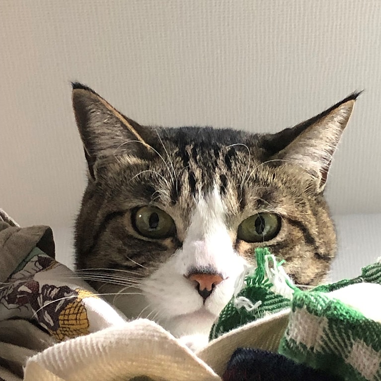 白目のある・なし。ふてくされていますが、あるほうがマンガっぽいのがわかる。編集者撮影。