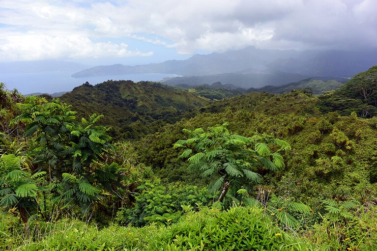 精気あふれる自然の島。植物も元気いっぱい。