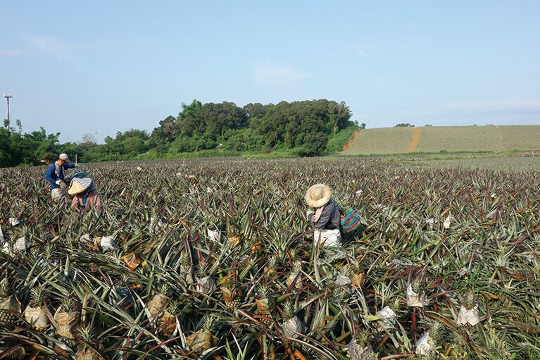 パイナップルが新聞紙にくるまれているのは、 虫に噛まれて見た目が悪くならないようにするため。