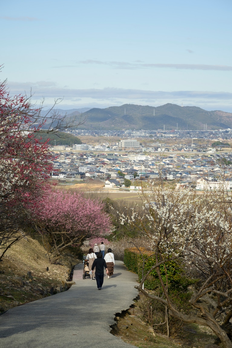 《早春の絶景散歩》紅白の梅の先には瀬戸内海、園内には古墳も！西日本随一の梅の名所「綾部山梅林」へ【兵庫県】