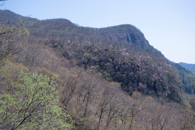 帰り際に通りかかった名もなき絶景スポット。淡いピンクの山桜が幻想的な彩りを添える。