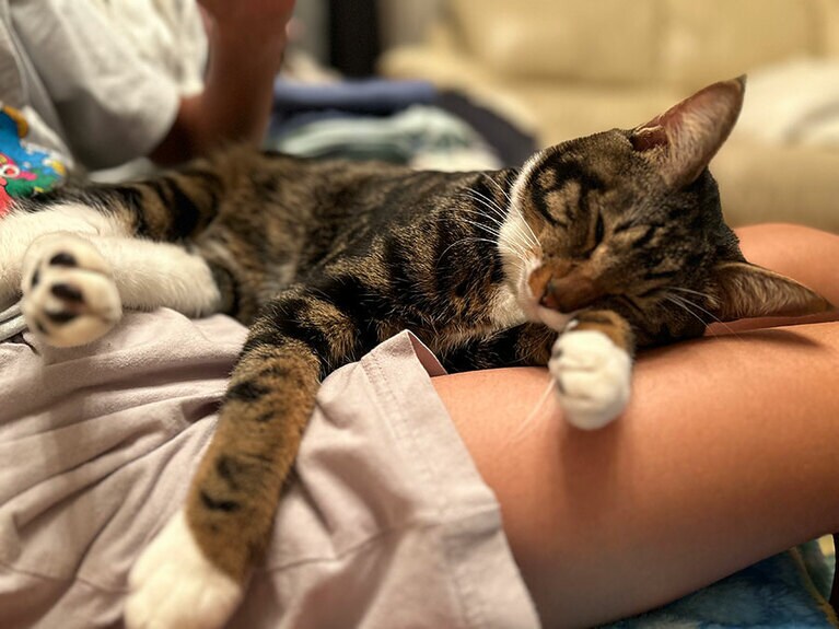 ぷりん ♂ 1歳4カ月。いたずらで甘えん坊、とにかくかわいい❤️