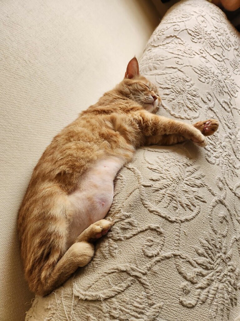 み～ ♀ 9歳。だらしないボディと寝笑顔にやられました（まゆむむさん）