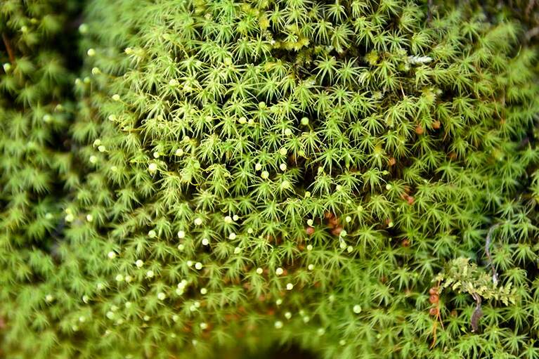 【神勝寺 禅と庭のミュージアム】広大な庭園に息づく小さな生命。うっかり踏みつけないように気をつけて。