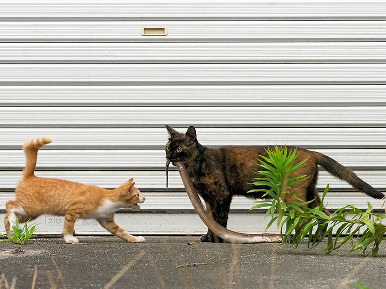 「ごはんなのニャ♪」「母ちゃん！　お腹すいたのニャ～!!」