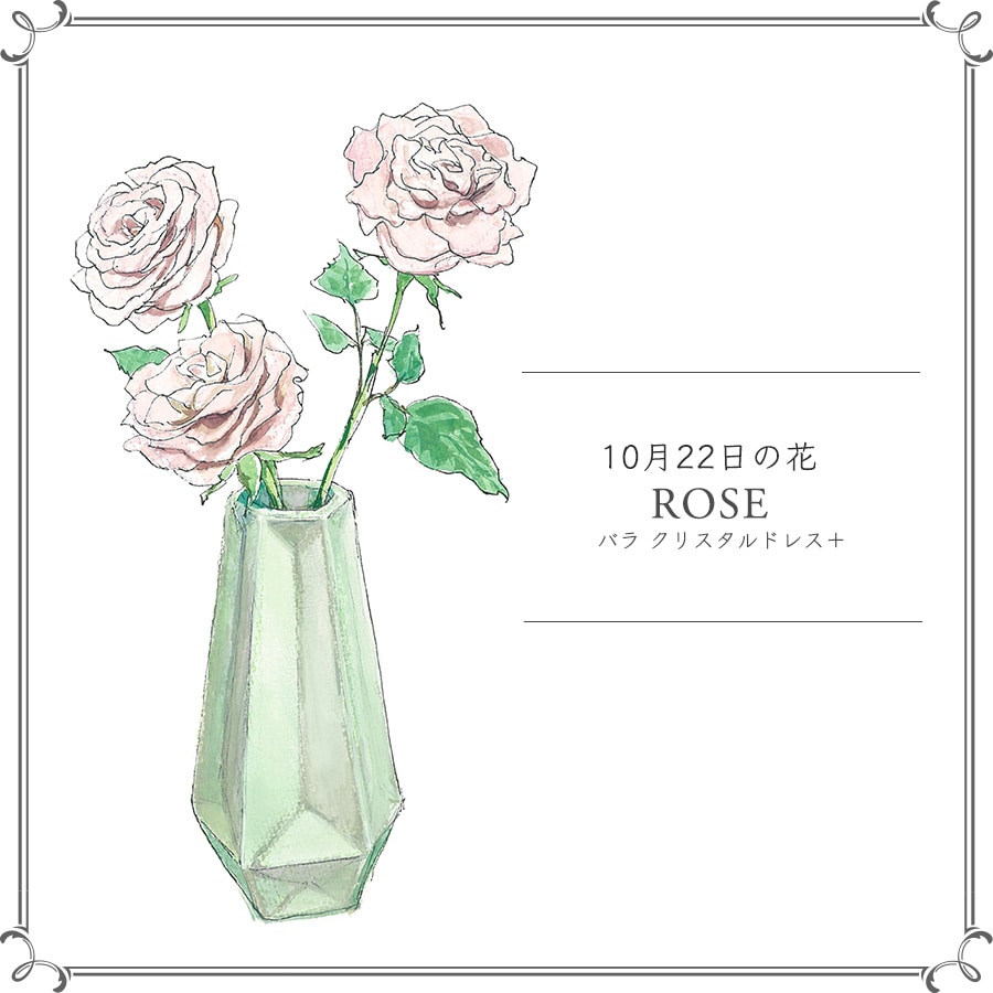 10月22日の花「バラ クリスタルドレス＋」
