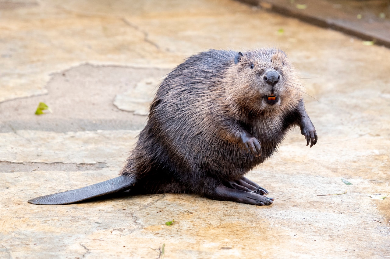 自然と目がいくオレンジ色の歯。